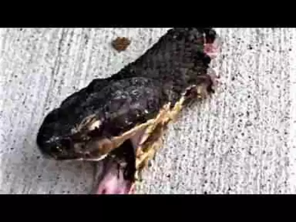Video: Snake Head Still Alive and More !